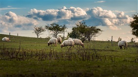 Vlaamse Regering wijzigt toekenning compensatie gemeenten voor uitvoering van milieu- en natuurtaken door doelgroepwerknemers