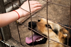 Hoe het gelijktijdig privé en beroepshalve houden van honden een moeilijk te ontwarren vergunningstechnische knoop kan worden