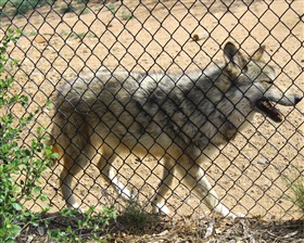 Subsidies wolfbestendige omheiningen uitgebreid