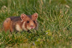 Lopend soortenbeschermingsprogramma hamster en grauwe kiekendief verlengd tot 20 januari 2021